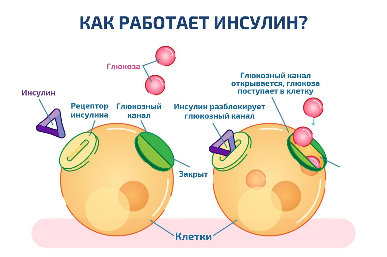 Женские гормоны фото