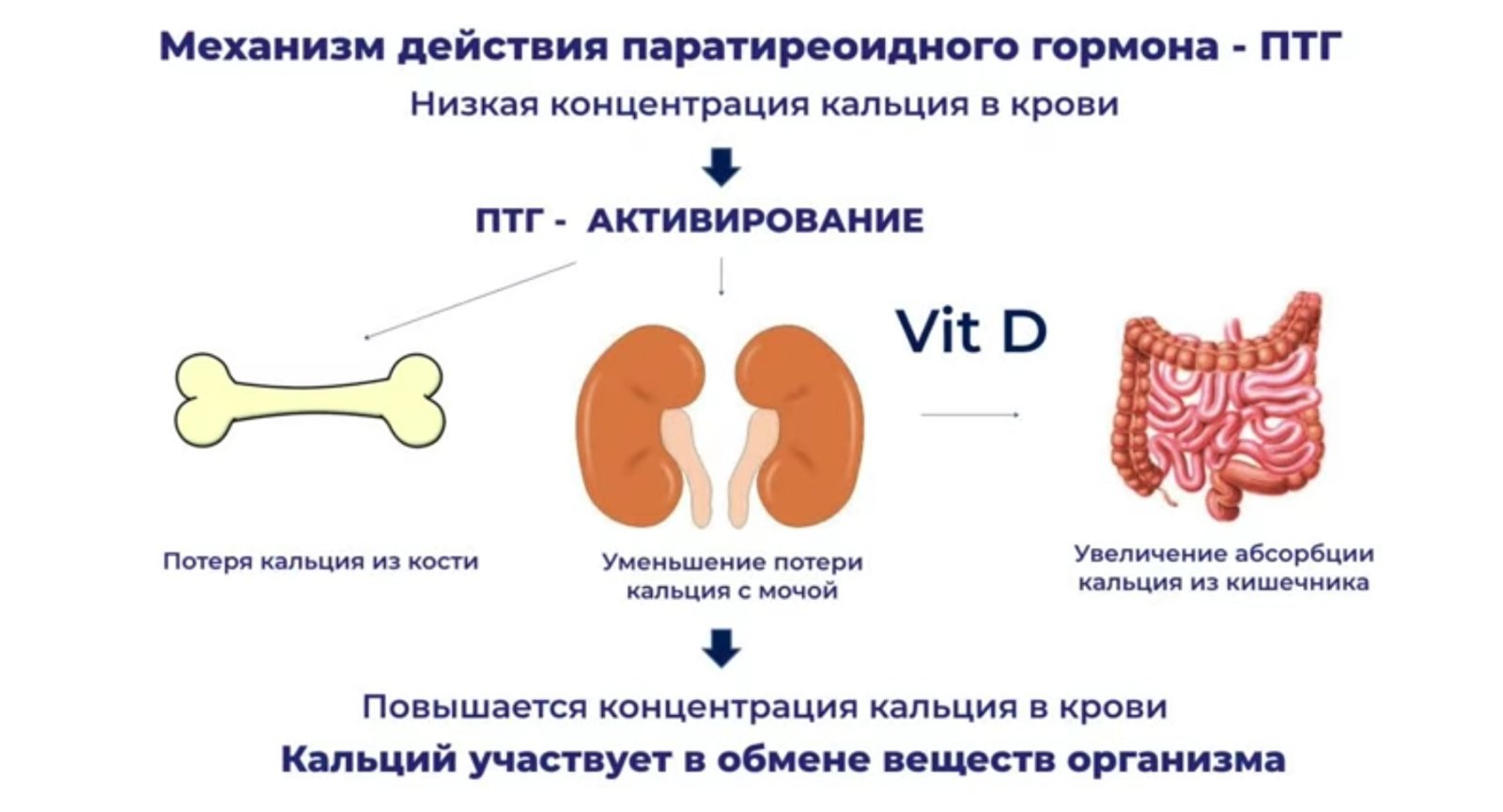 Механизм паратгормона